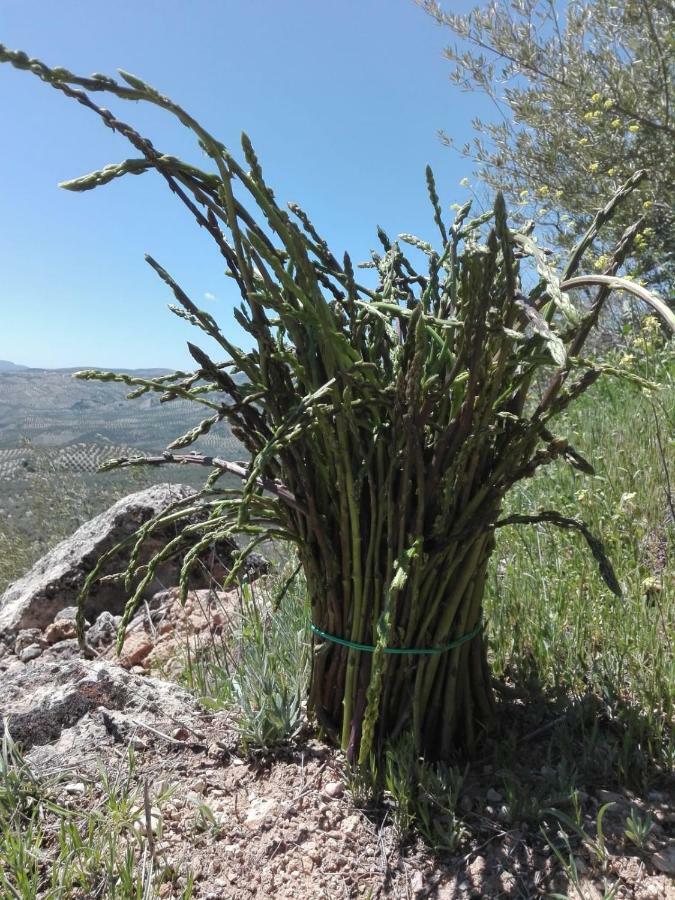 Villa Rural El Campillo de Rodalquilar Dış mekan fotoğraf