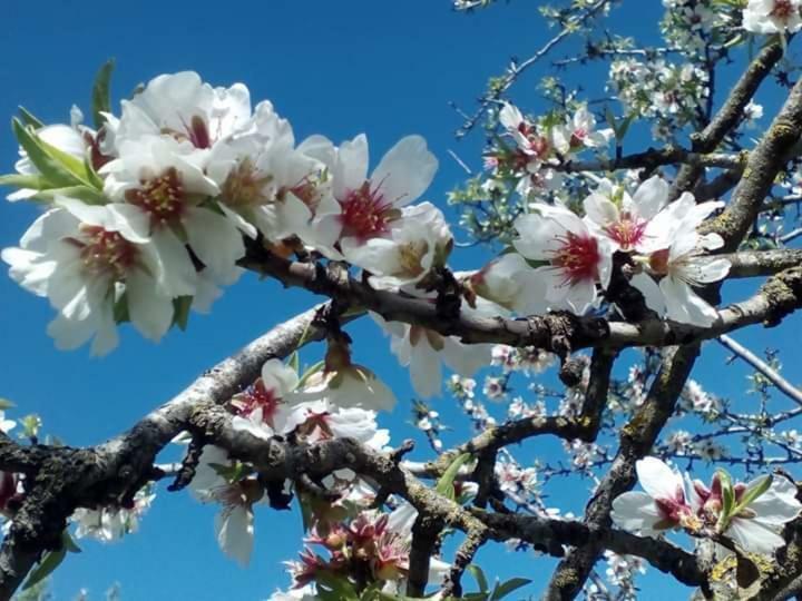 Villa Rural El Campillo de Rodalquilar Dış mekan fotoğraf